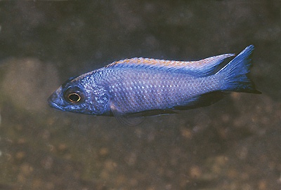 Otopharynx lithobates 'Domwe Island'